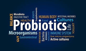 A Guide to Vegan Probiotics Supplements-sho Nutrition LLC